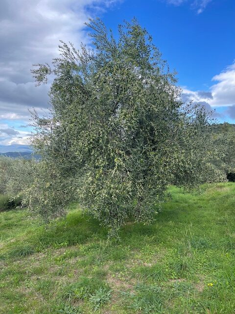 Olio nuovo toscano 10