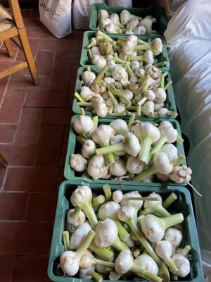 Aglione della Valdichiana