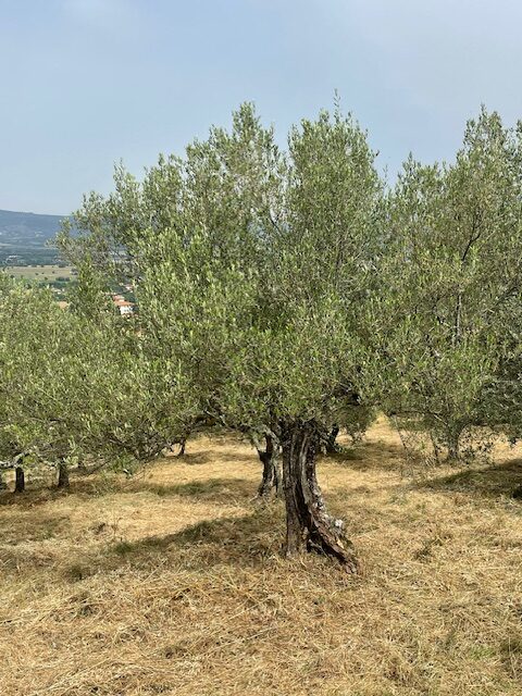 Olio nuovo toscano 6
