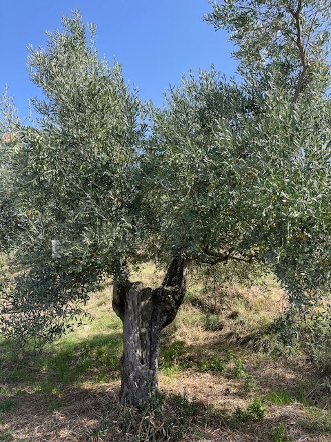 Olio nuovo toscano 7