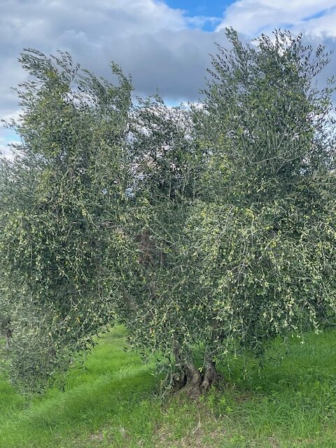 Olio nuovo toscano 9